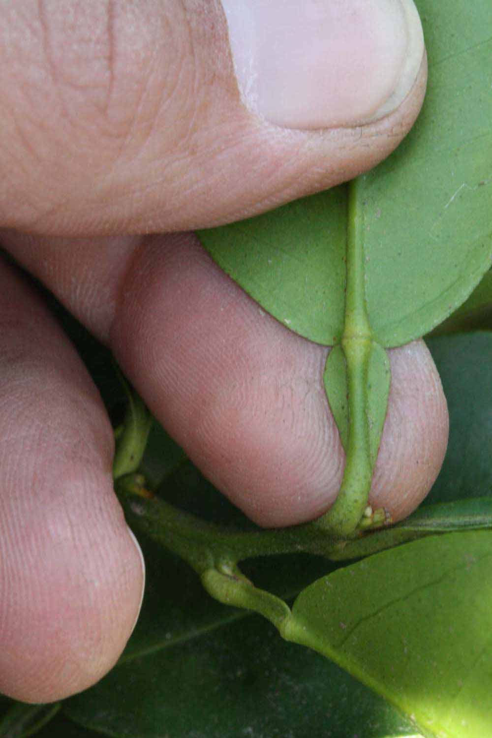                Petiole (Whitney Marsh, Riverside, CA)       